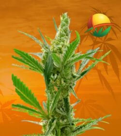 Kush cbd min