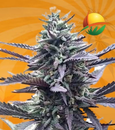 L.A. Confidential fem min