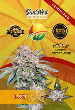 LSD Feminized