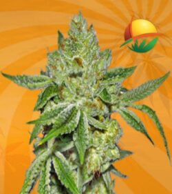 Lemon Diesel Feminized min 1
