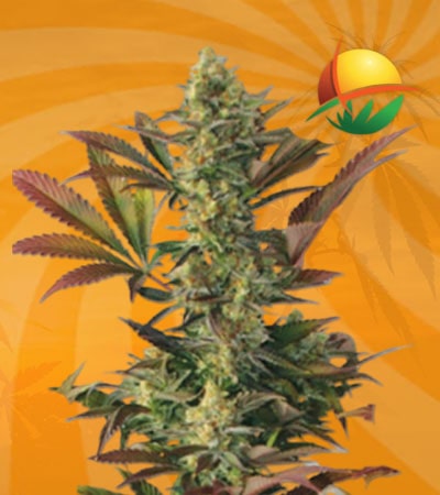 Lemon Garlic fem min 1