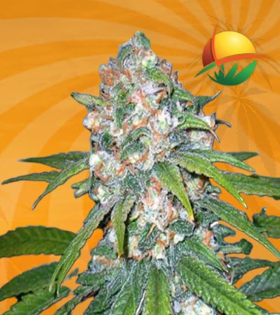 Lemon Haze Diesel Feminized min