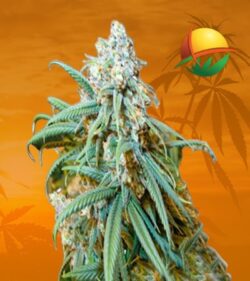 Lemon Kush Feminized min