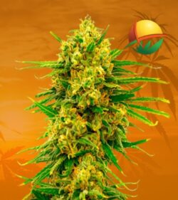 Lemon Tree Feminized min