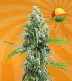 Lowryder autoflowering min
