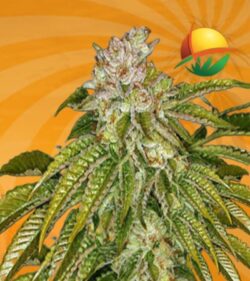 MK Ultra fem min