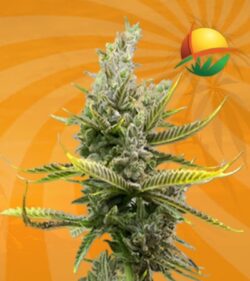 Magnum autoflower min