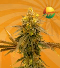 Mandarine autoflower min