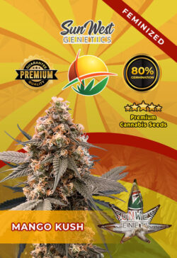 Mango Kush Feminized