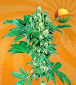 Maple Leaf Feminized min