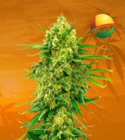Mexican cbd min