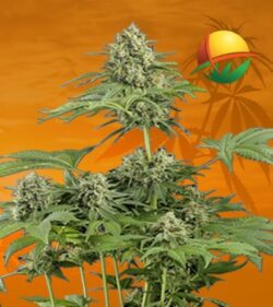 Moby Dick Feminized min 1