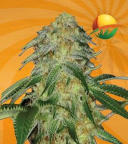 Monkey OG fem min