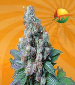 NY Diesel Feminized min 1