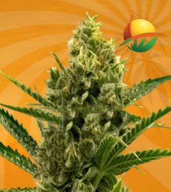 Nicole Kush Feminized min