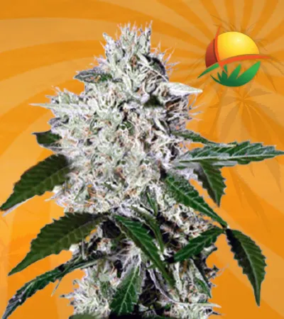 Northern Lights 10 Marijuana Seeds