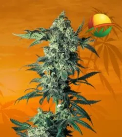 Northern Lights Regular min 1