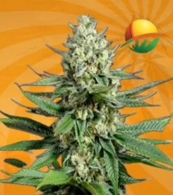 OG Kush Fast Version min 1