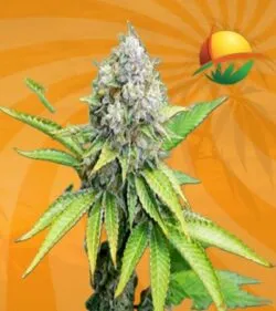OG Kush Feminized min