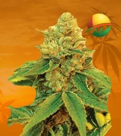 Orange Velvet x Cinderella99 reg min