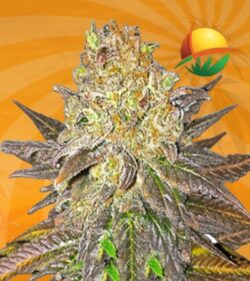 Oregon Peach Feminized min
