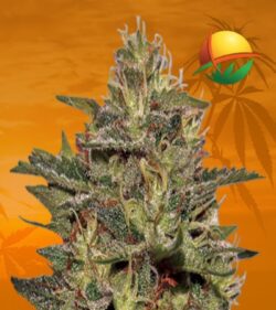 Original Cheese Feminized min