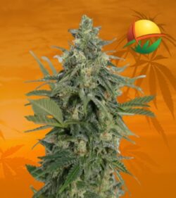 Original Lemon Pie fem min 1