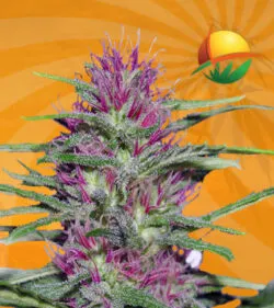 Panama Marijuana Seeds