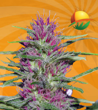Panama Marijuana Seeds