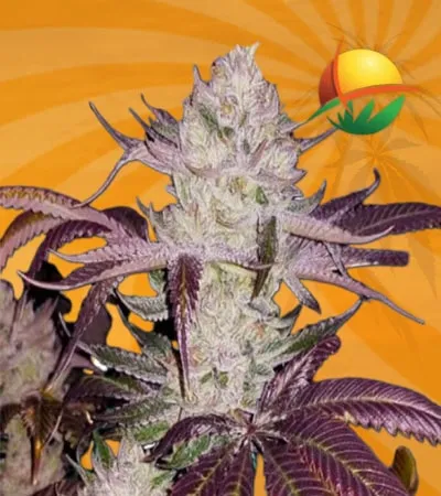Platinum Cookies Fem min 1