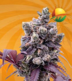 Purple Gelato Feminized 1 min