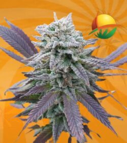 Purple Haze Autoflowering min
