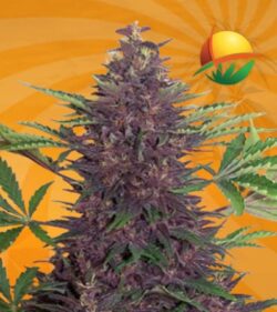 Purple Kush autoflower min 1