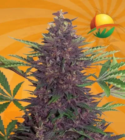 Purple Kush autoflower min 1