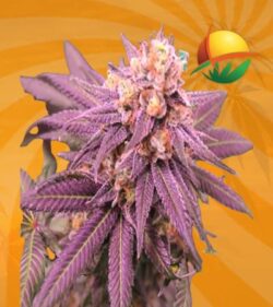 Purple Punch Feminized min