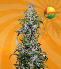 Purple Star Killer Feminized min