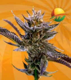 Purple Thai Fem min 1