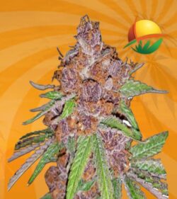 Purple Urkle Feminized min 1