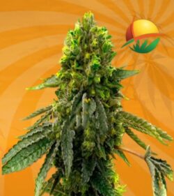 Shiskaberry Punch Feminized 1 min