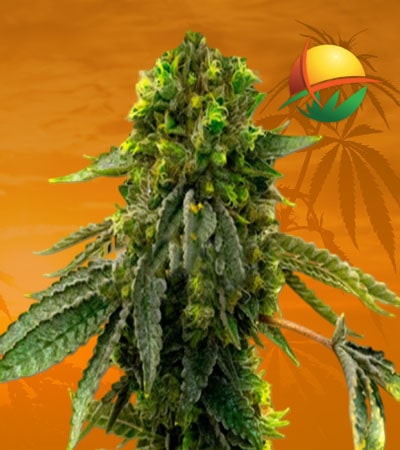 Shiskaberry Punch Feminized min