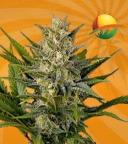Skunk Feminized min