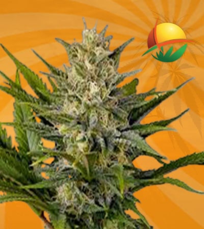 Skunk Feminized min