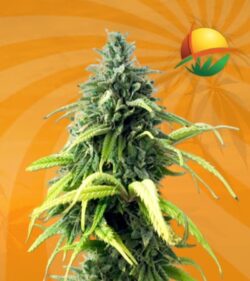 Skunk1 autoflower min