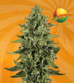Skywalker Feminized