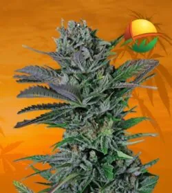 Somango Feminized min