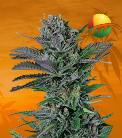 Somango Feminized min