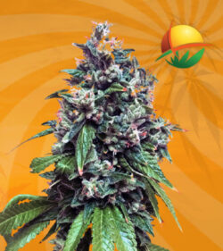 Sour Kush