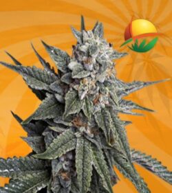 Strawberry Banana Feminized min