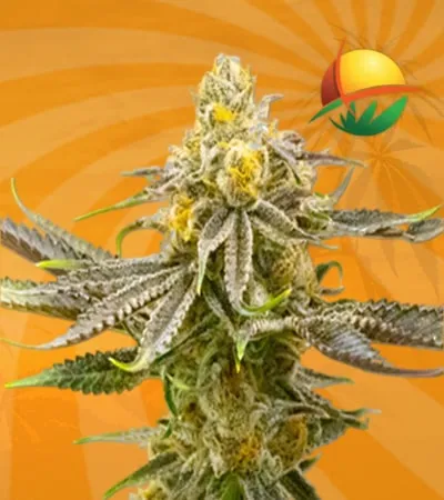 Strawberry Cheese Autoflower min