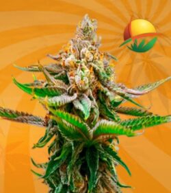 Strawberry Feminized 1 min